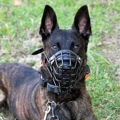 Produktbild von Ergonomische Maulkorb für mittelgroße Hunde