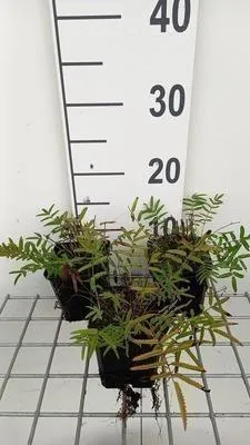 Obrázok produktu pre 6 x Sanguisorba tenuif. 'Purpurea' - Pimpinelle - kvetináč 9 x 9 cm