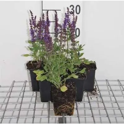 Produktbild von 6 x  Salvia nem. 'Blaukönigin' ('blue queen') - Sternmoos - Topf 9 x 9 cm