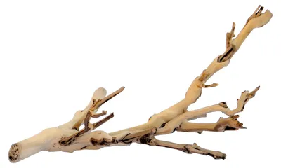 Productafbeelding van Exo Terra Natuurlijke klimplanttak Forest Branch – warmtebehandelde terrariumtak in diverse maten L - 60CM