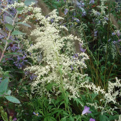 Obrázek produktu pro 6 x Pelyněk černobýl - Artemisia lactiflora | květináč 9 cm x 9 cm
