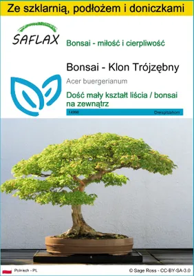 Zdjęcie produktu dla SAFLAX - Zestaw do uprawy - Bonsai - Klon Trójzębny - 30 Nasiona - Z mini szklarnią, podłożem uprawowym i 2 doniczkami - Acer buergerianum