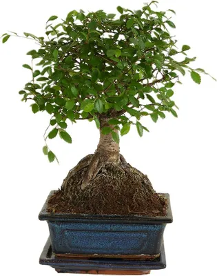 Zdjęcie produktu dla Bloomique - Bonsai Zelkova - Kształt kuli - Drzewko bonsai - Rośliny doniczkowe - Wysokość 20-30 cm - Szerokość 15 cm - W zestawie doniczka ceramiczna i miska