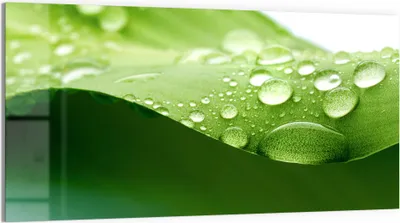 Produktbild von DEQORI Glasbild Echtglas 100x50 cm 'Tropfenfrische' Wandbild Bild modern Deko