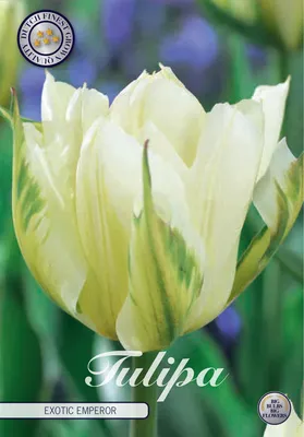Artikelbild 2 von 'Tulpe Exotic Emperor (7 Stück)' aus der Kategorie Tulpenzwiebeln