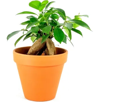 Obrázok produktu pre Gardners Ficus microcarpa ženšen, priemer 6 cm