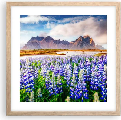 Produktbild von Gerahmtes Poster - Rahmen in heller Eiche - Berge Wiese Blumen - 40x40 cm - Wand Bild - Wanddeko - Wandbilder - Wandposter - Bilderrahmen - Bilder - Kunstdruck - Wandbild - P2NAC40x40-4114