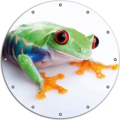 Produktbild von Wallario rundes Outdoor-Poster für Garten oder Balkon, Motiv Lustiger Frosch in grün und orange, 90 cm Durchmesser