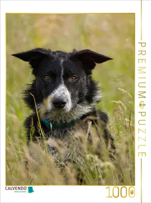 Produktbild von CALVENDO Puzzle Ein Motiv aus dem Kalender Mein Border Collie | 1000 Teile Lege-Größe 64x48cm Foto-Puzzle für glückliche Stunden
