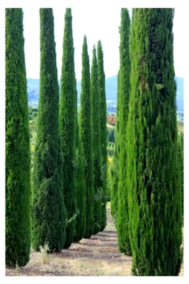 Produktbild von Mittelmeer Zypresse Cupressus sempervirens Säulenzypresse 100 Samen für Bonsai
