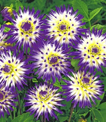 Produktbild von BALDUR Garten 2x Dahlie 'Veritable', Knollen in Größe I, monatelang blau-weiße Blüten, mehrjährige Schnittblume, ideal für Garten, Beet & Kübel, pflegeleicht, bienenfreundlich