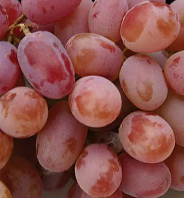 Produktbild von Kernlose Tafeltraube ´EINSET SEEDLESS´ 30-40 cm, Cont. 3 l