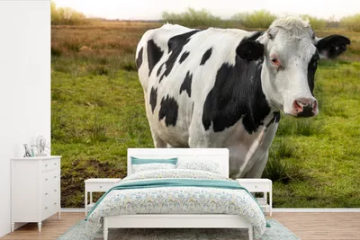Produktbild von MuchoWow® Fototapete für Wohnzimmer oder Schlafzimmer Wandtapete Vinyl Motivtapete Kuh - Porträt - Friesisch - 330x220 cm - Fototapeten