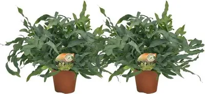 Produktbild von Phlebodium Blue Star - Tüpfelfarn Zimmerpflanze - 2 Pflanzen - Ø17cm - ca