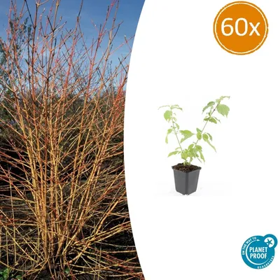 Zdjęcie produktu dla Dereń krwisty – Cornus sanguinea 'Anny's Winter Orange' – Roślina na żywopłot – doniczka 9 cm – Zestaw 60 sztuk