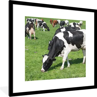 Produktbild von MuchoWow® Gerahmtes Poster Kühe - Tiere - Gras - Sonne 40x40 cm - Poster mit Schwarzem Bilderrahmen Wandposter Rahmen Foto Bilder - Poster - Plakat im Rahmen