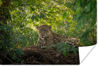 Produktbild von MuchoWow® Poster Jaguar im Dschungel 180x120 cm - Fotoplakat