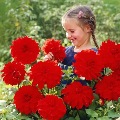 Obrázok produktu pre Babylon Red Plate Dahlia 1 ks Hľuzy Dahlia