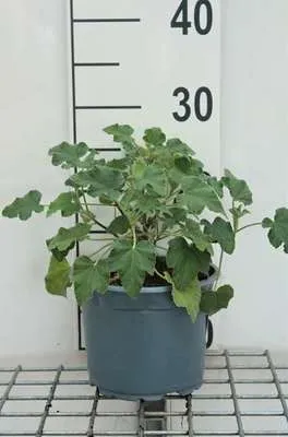 Zdjęcie produktu dla Lavatera hybr. 'Bredon Springs' - Malwa krzewiasta 25-30 cm - Pojemnik