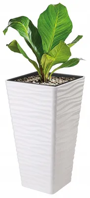 Produktbild von Form-Plastic Sahara Slim Frostsicherer Quadratischer Pflanzkübel Weiß H56
