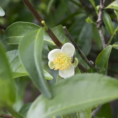 Image de Théier (Camellia sinensis)  - 5 graines