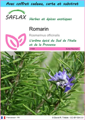 Image de SAFLAX Ensemble-cadeau - Romarin - 100 graines - Rosmarinus