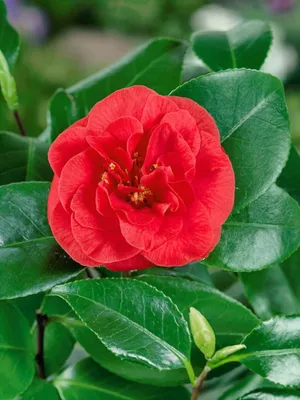 Produktbild von Camellia japonica 'Lady Campbell', Kamelie, rot, 10–15 cm