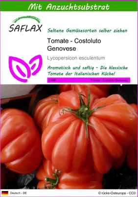 Produktbild von SAFLAX - Tomate - Costoluto Genovese - 10 Samen - Mit keimfreiem Anzuchtsubstrat - Lycopersicon esculentum