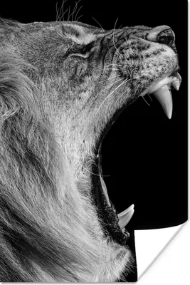 Produktbild von MuchoWow® Poster Tiere - Löwe - Schwarz - Weiß - Porträt 40x60 cm - Plakate für die Wand - Poster Babyzimmer