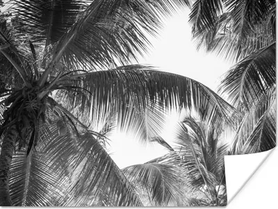 Produktbild von MuchoWow® Poster Palmwedel - Vintage - Natur 160x120 cm - Foto Plakat