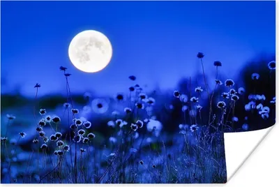 Produktbild von MuchoWow® Poster Blumen - Mond - Lila 90x60 cm - Schlafzimmer