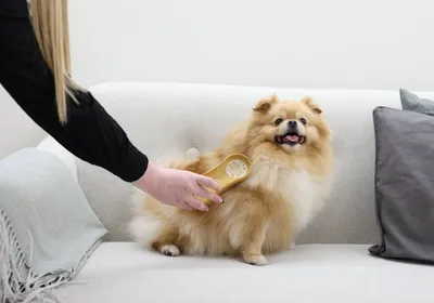 Zdjęcie produktu dla Kerbl MagicBrush Bürste (waschbar bei 60 Grad, für Hunde mit kurzen Fell) 80143