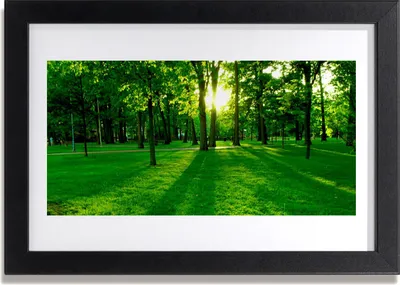 Produktbild von Bild 30x20 MDF-Rahmen Wandkunst Forest Park Natur