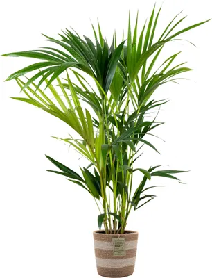 Produktbild von Bloomique - Howea Forsteriana - Kentia Palme - Zimmerpflanzen - Pflegeleicht - Haustierfreundlich - Höhe 90-100 cm - Mit Jute Korb 19 cm