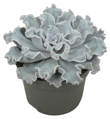 Obrázek produktu pro Echeveria „Crispy Beauty“ – nenáročná sukulentní rostlina – květináč 12 cm