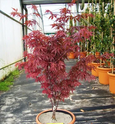 Produktbild von Fächerahorn ´SKEETER´S BROOM´ 60-70 cm, Cont. 2,5 l