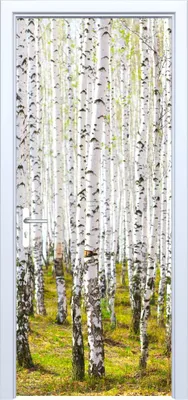 Produktbild von Türaufkleber aus Stoff „Birkenwald“ 550PD