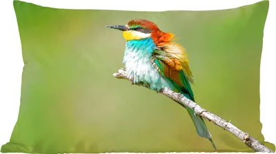 Produktbild von MuchoWow® Zierkissen Sofakissen Wohnzimmer Dekokissen 60x40 cm Vogel - Tiere - Bienenfresser - Kopfkissen - Polster mit Foto