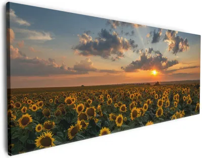 Produktbild von Wallario Premium Leinwandbild Sonnenblumenwiese vor Wolken mit Sonnenuntergang in Größe 50 x 125 cm