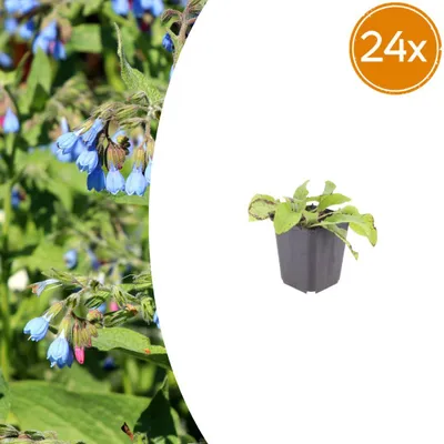 Image de Symphytum grand. 'Wisley Blue' | 24 pièces - 10-25cm - Ø9cm - Plante de jardin