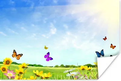 Produktbild von MuchoWow® Poster Blumen - Schmetterlinge - Sommer 120x80 cm - Bilder