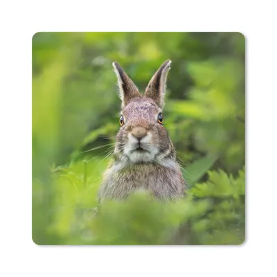 Produktbild von MuchoWow® Mauspad Mousepad Kaninchen - Gras - Grün 30x30 cm - Mousepads - Maus Mat - Pad - Mausunterlage - Gaming