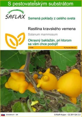 Obrázok produktu pre SAFLAX - rastlina kravského vemena - Solanum mammosum - 10 Semená - S pestovateľským substrátom bez klíčkov