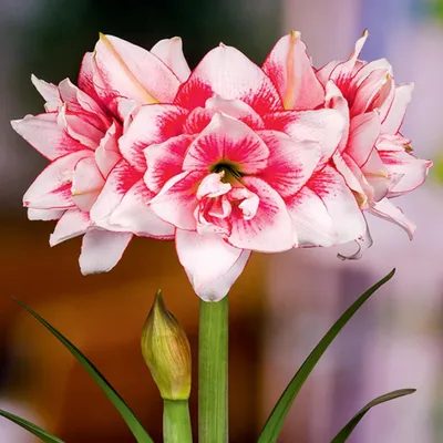 Zdjęcie produktu dla Hippeastrum Zwartnica Amarylis Pełny Elvas 1 szt Cebule Cebula Amarylisy