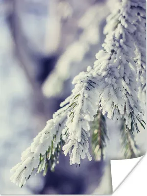 Produktbild von MuchoWow® Poster Winter - Tannenbaum - Schnee - Ländlich 120x160 cm - Wandbilder