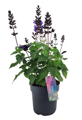 Produktbild von Salvia Staude XXL, 50cm Wuchshöhe, Topfgröße 17cm, Heidelbeerfarben, für sonnige Beete