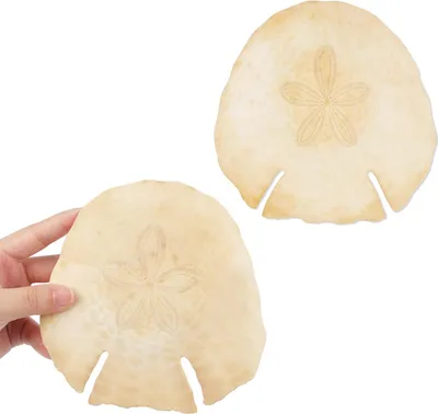 Produktbild von Jangostor Große natürliche Muscheln, riesige Schalen mit Schalen 12-16 cm (11)