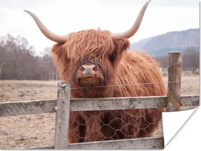 Produktbild von MuchoWow® Poster Scottish Highlander - Gras - Zaun 160x120 cm - Foto Plakat