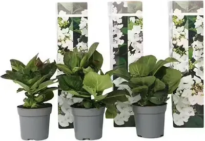 Three potted hydrangea plants are displayed in front of decorative packaging with floral patterns.