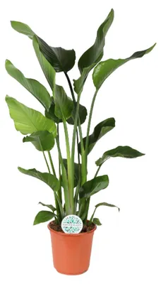 Zdjęcie produktu dla Strelitzia Nicolai - 100-110cm - Ø24cm - Roślina doniczkowa - Zimozielony